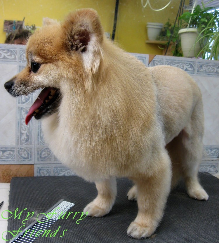 Померанский шпиц подстриженный налысо