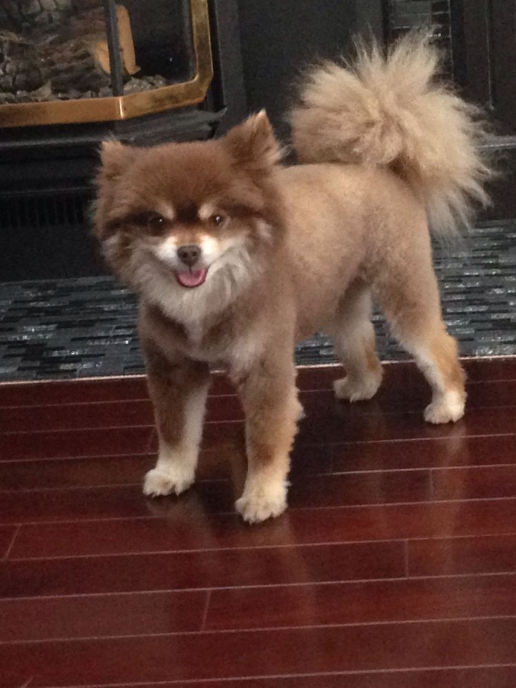 Стрижки шпицев фото до и после