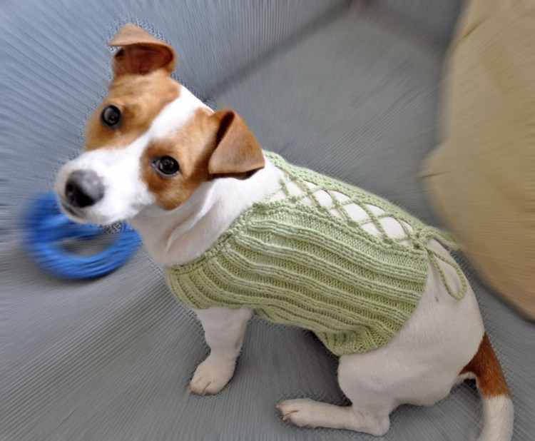 Вязаная одежда для собак