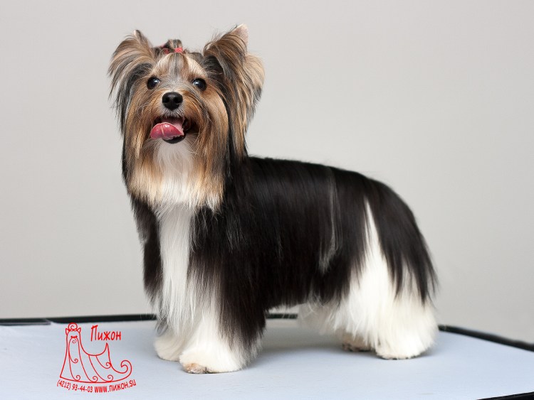 Шерсть Бивер Йорка