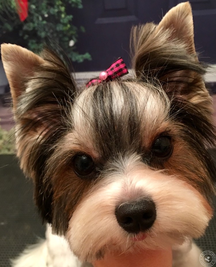 Стрижка собаки Бивер Йорка