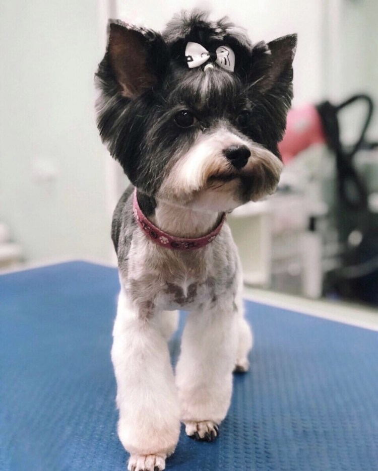 Бивер Йорк лохматый