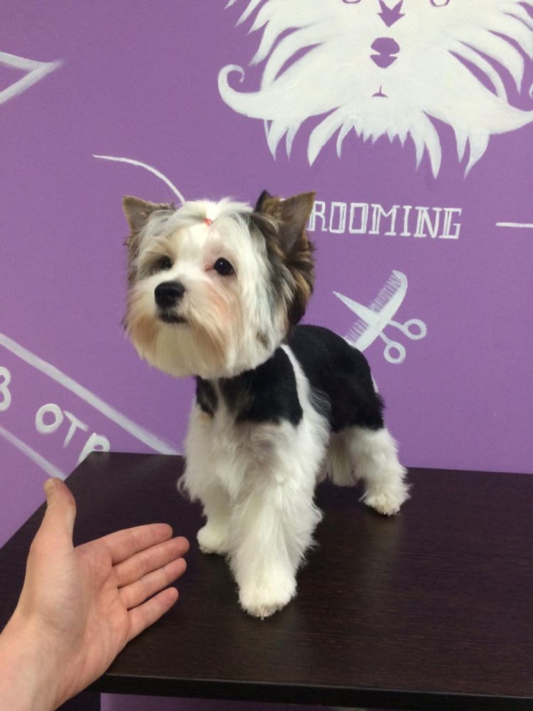 Бивер-Йоркширский терьер питомник