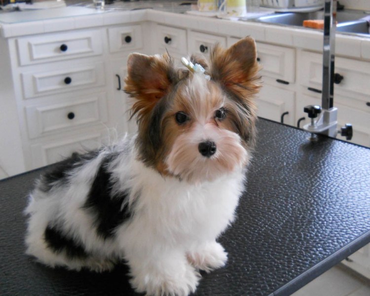 Стрижка бивера под щенка