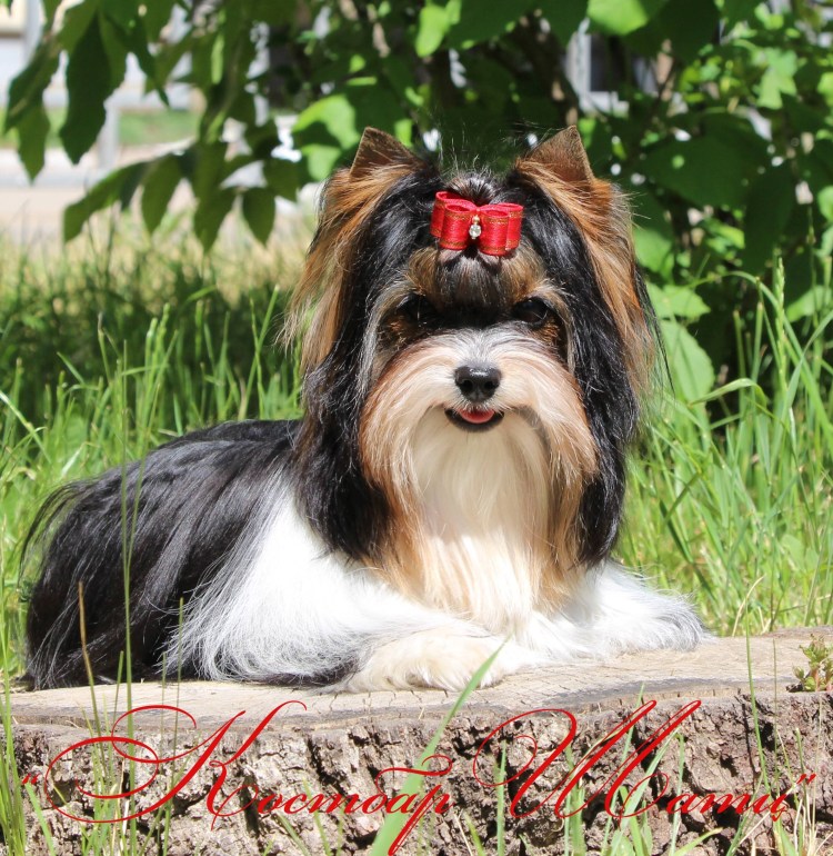 Бивер Йорк мальчик