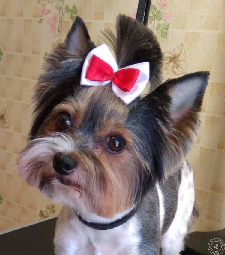 Бивер Йорк щенки груминг