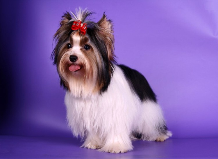 Бивер Йорк Азия