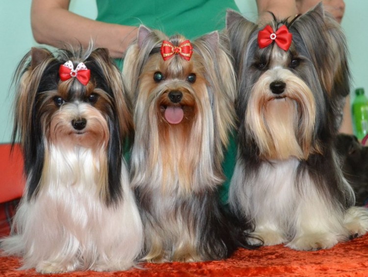 Стрижка Бивер Йорка мальчика