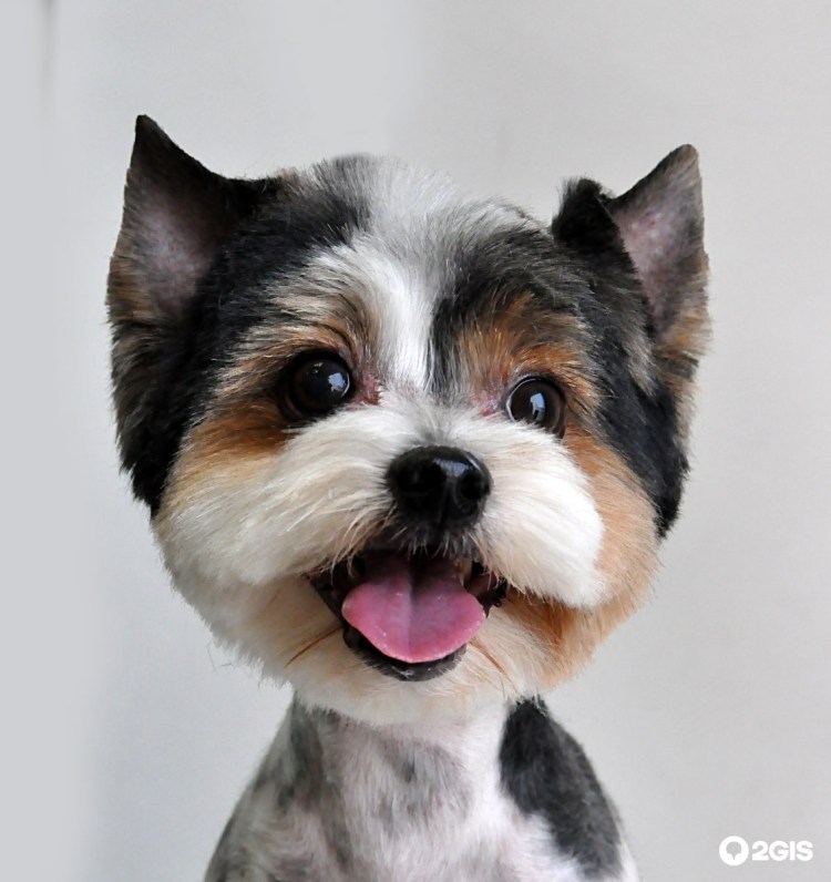 Йорк Бивер о породе