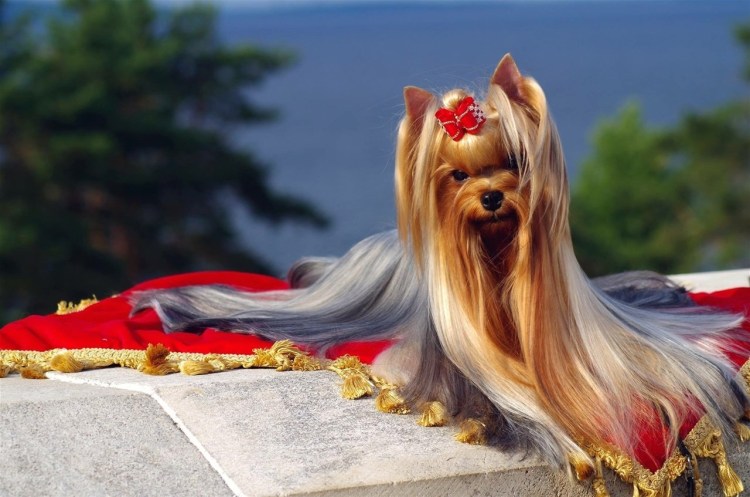 Голдаст Йоркширский терьер фото