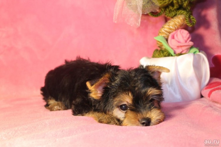 Самые крупные Йоркширские терьеры фото