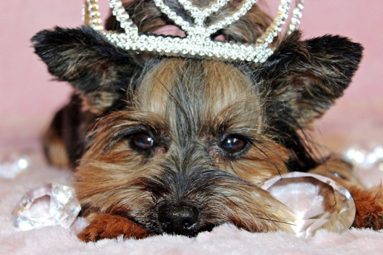 Йорк терьер короткошерстный