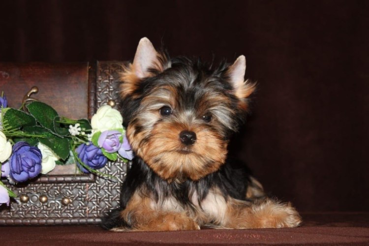 Чистокровный Йоркширский терьер