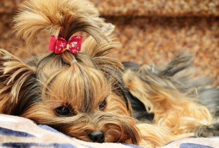 Королевский Йорк