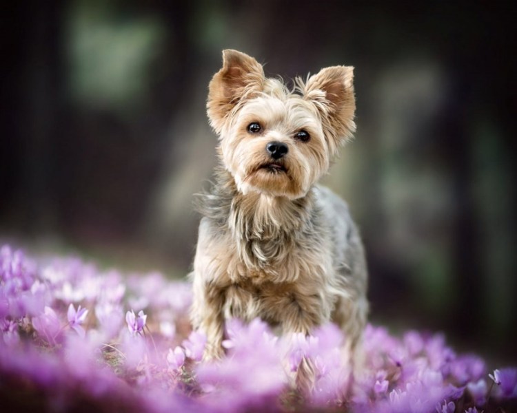 Терьер Йоркширский Малошерстный серый