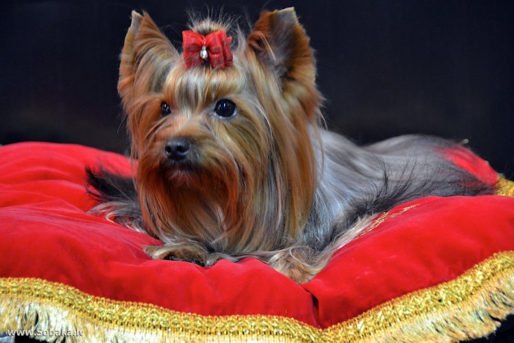 Йоркширский терьер мини Королевский