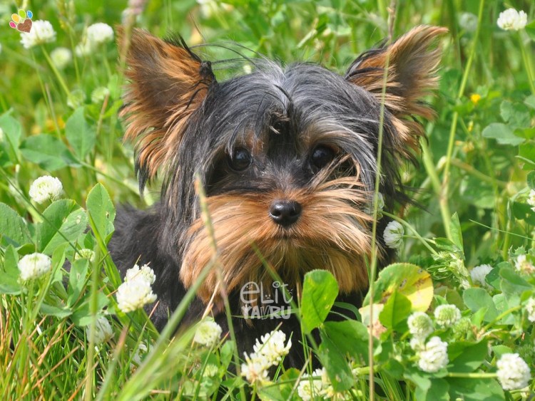 Австралийский шелковистый Йоркширский терьер
