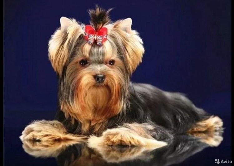 Йоркширский терьер мини с человеком