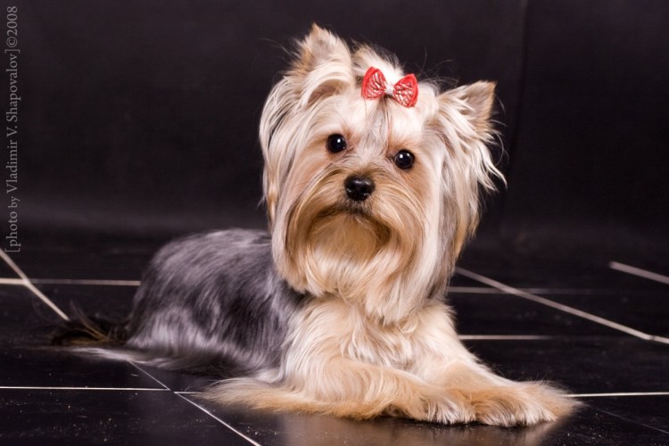 Собака ершинский терьер