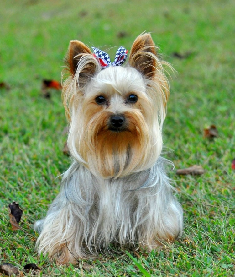 Йоркширский терьер Royal