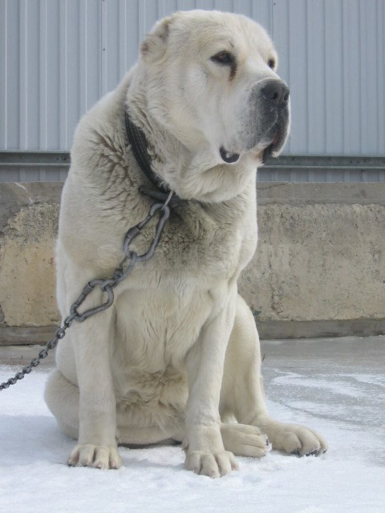 Туркменский волкодав кангал