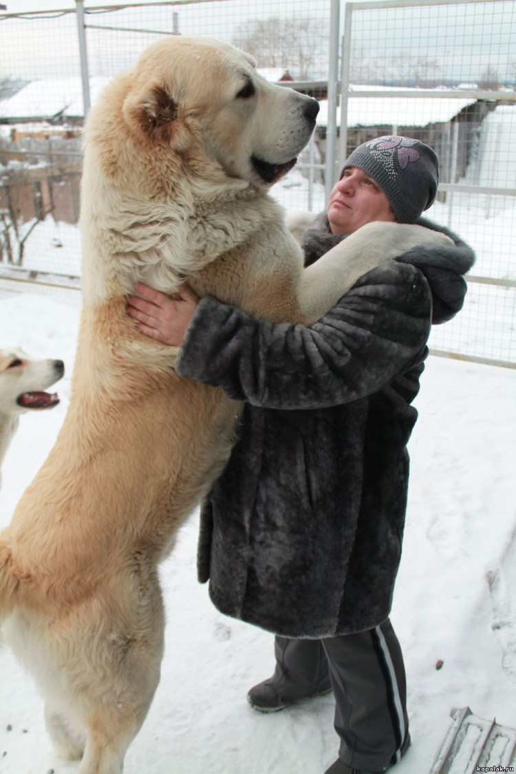 Среднеазиатская овчарка афганка