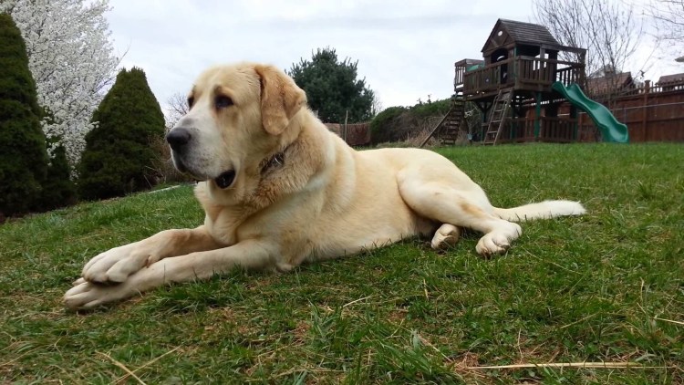 Алабай собака