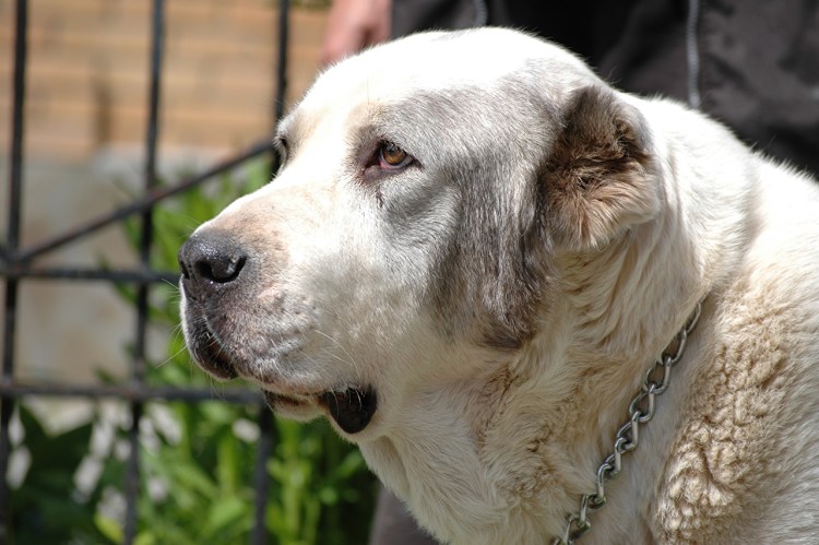 Алабай 110 кг