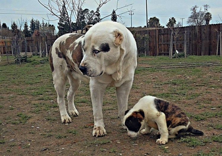 Азиатская овчарка алабай