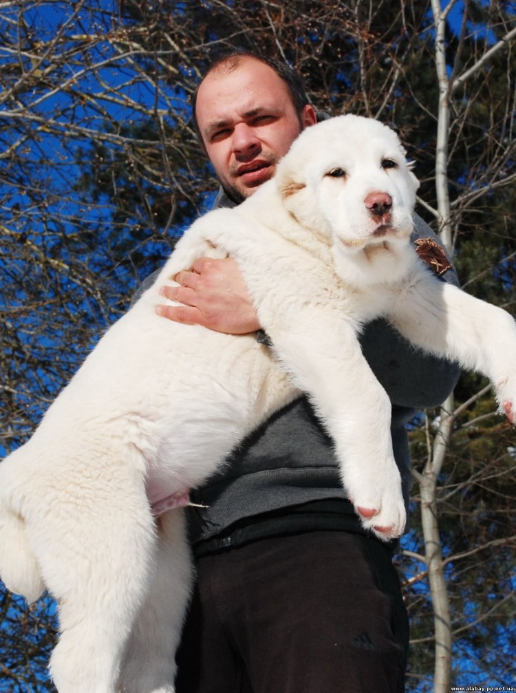 Среднеазиатская овчарка алабай бульдозер