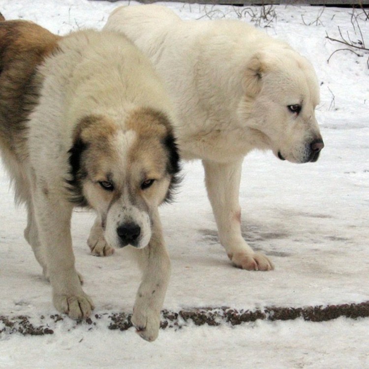 Алабай собака