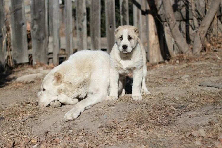 Собака Среднеазиатская овчарка алабай