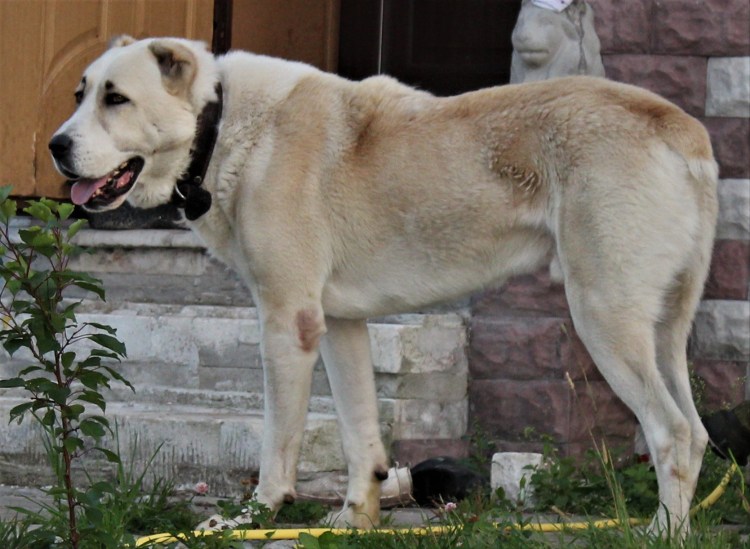 Среднеазиатская овчарка алабай