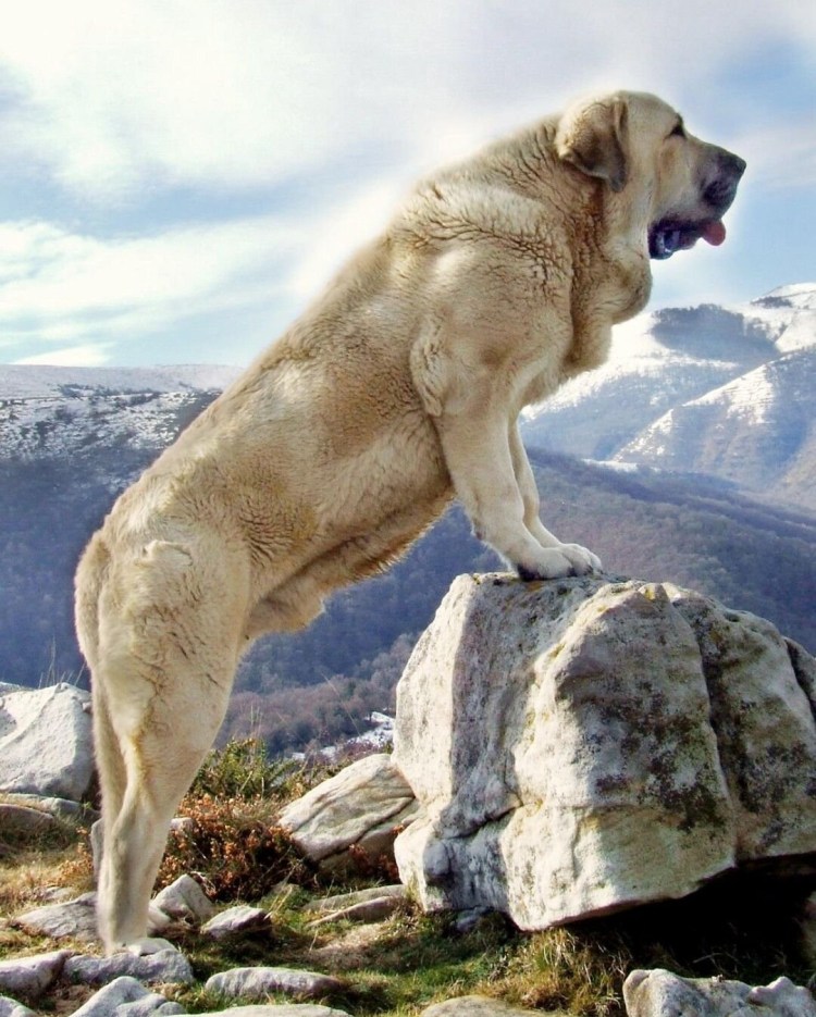 Волкодав собака Среднеазиатская овчарка