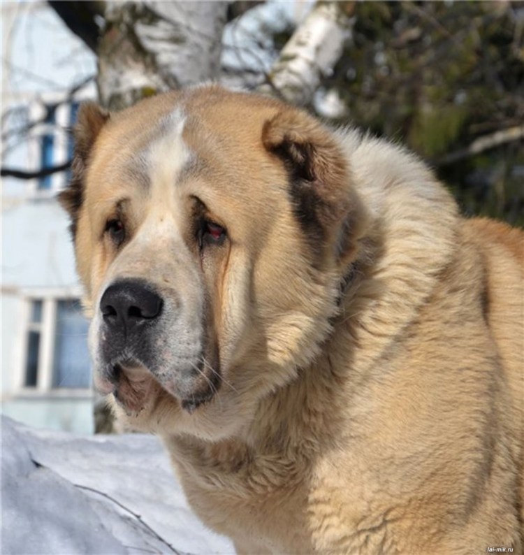 Среднеазиатская овчарка алабай
