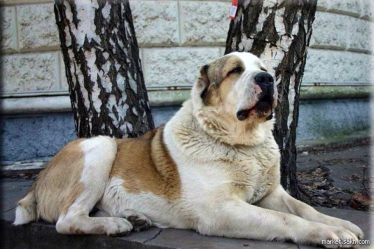 Волкодав кавказский алабай