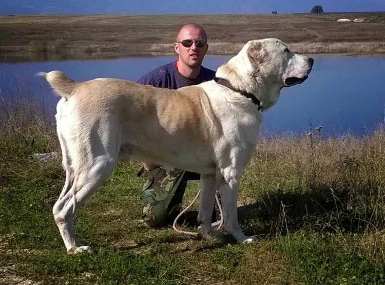 Среднеазиатская овчарка