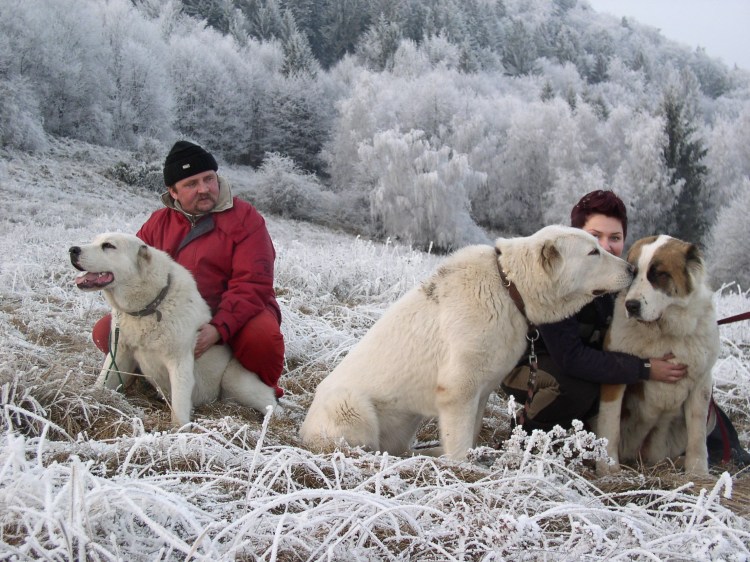 Среднеазиатская овчарка алабай