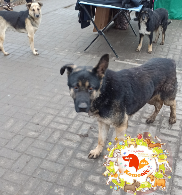 Объявление потерялся Ёжик