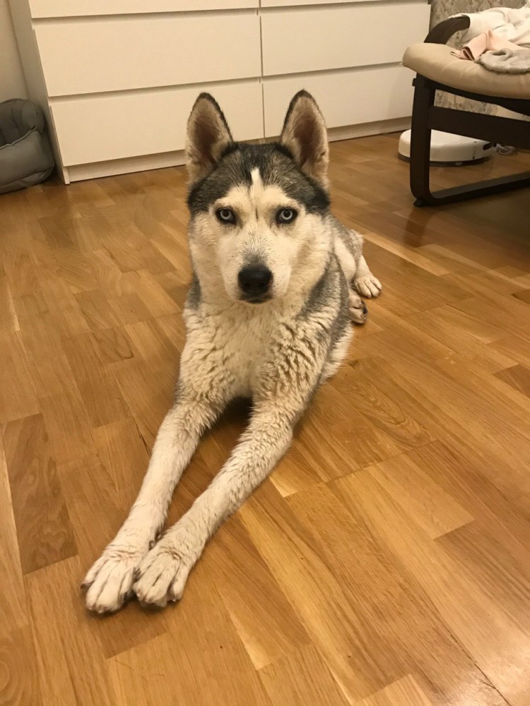 Потерял собаку