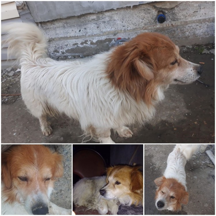 Сбежал Бигль Вайс