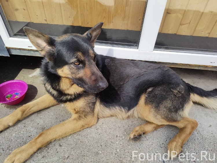 Потеряшки собаки