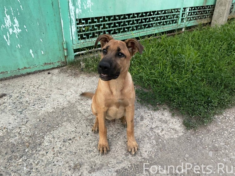 Пропал котенок объявление