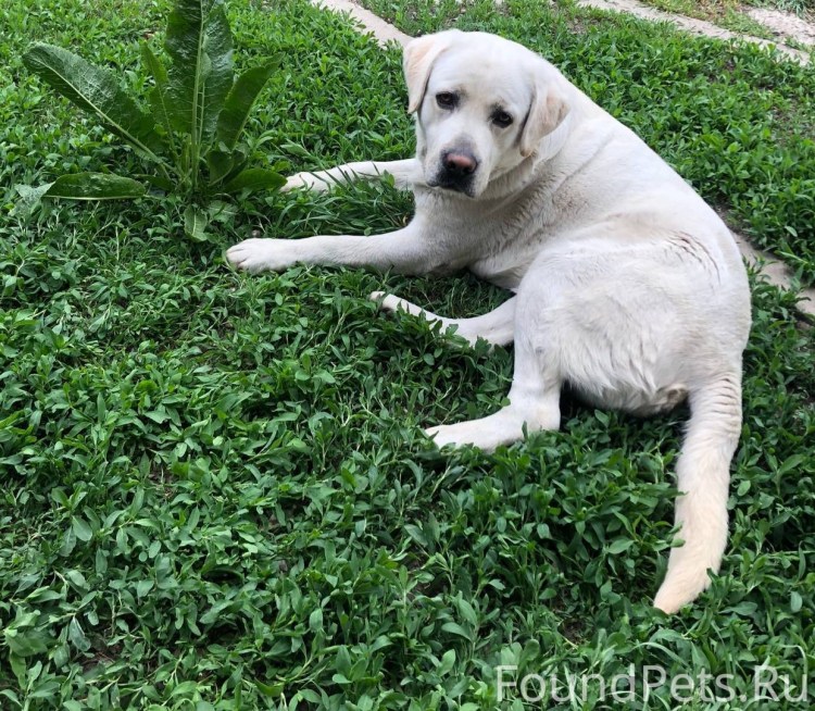 Стразики на ушках у Йорка