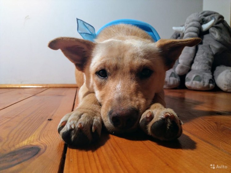 Реклама Белгород собаки