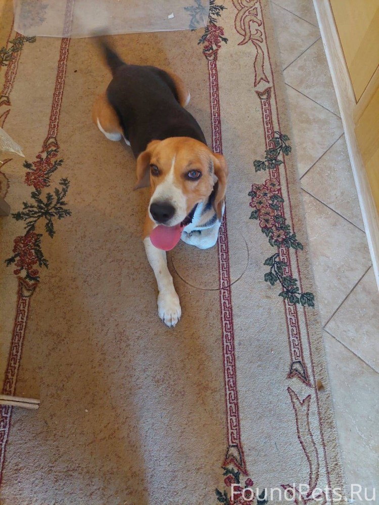 Чёрный лаблодор напакостил дома