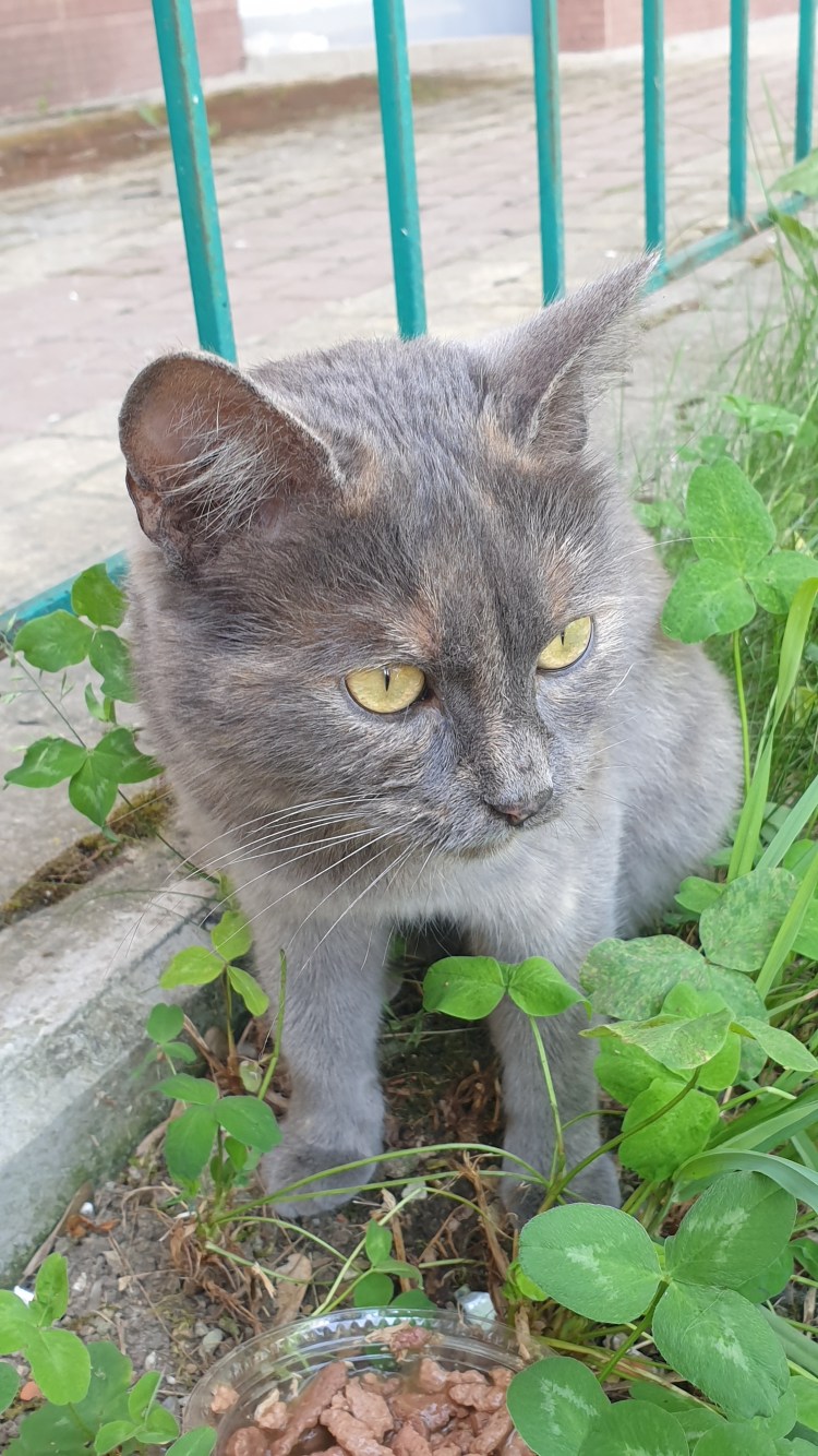 Кошка по дагестански