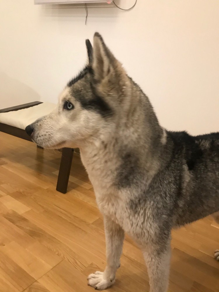 Пропала собака лабрадор