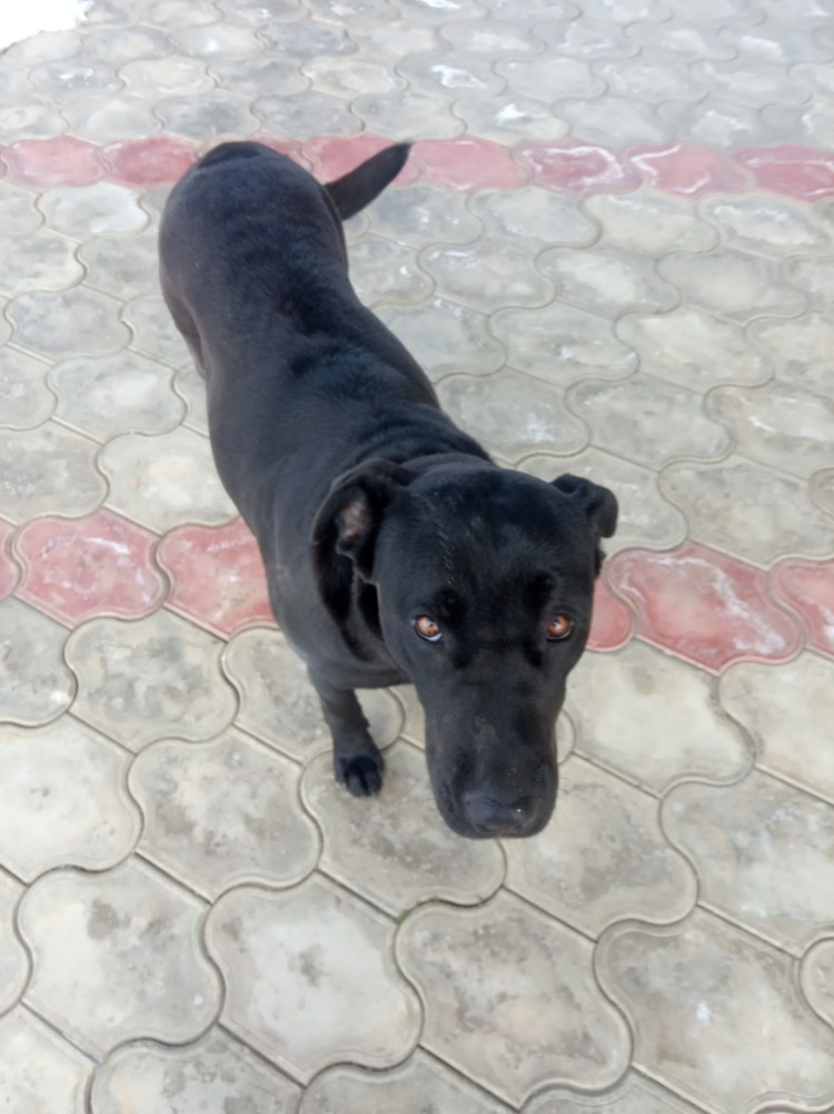 Объявления всех пропавших собак