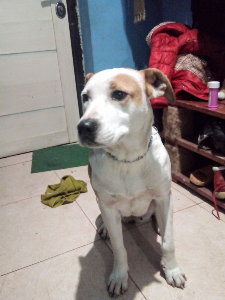 Потерялась собака Краснодар